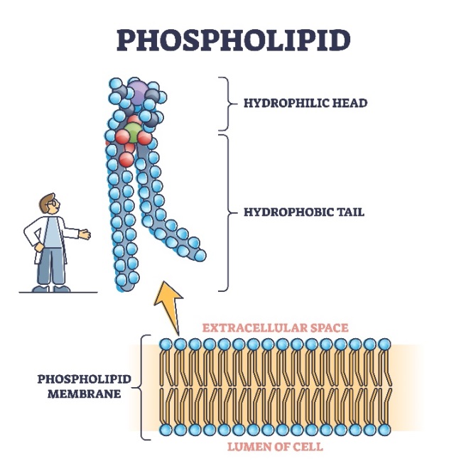 Cấu trúc phân tử Phospholipid giúp giữ nguyên tác dụng của Curcumin